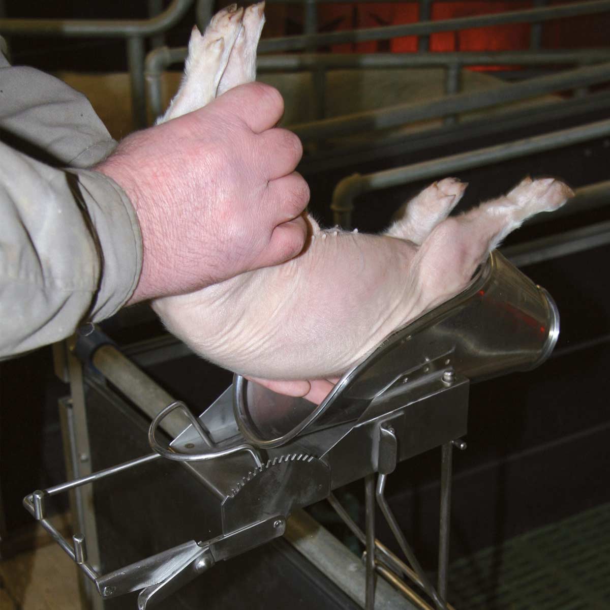 Castration device for piglets 2-9 days