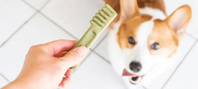 Dog Dental Care Snacks