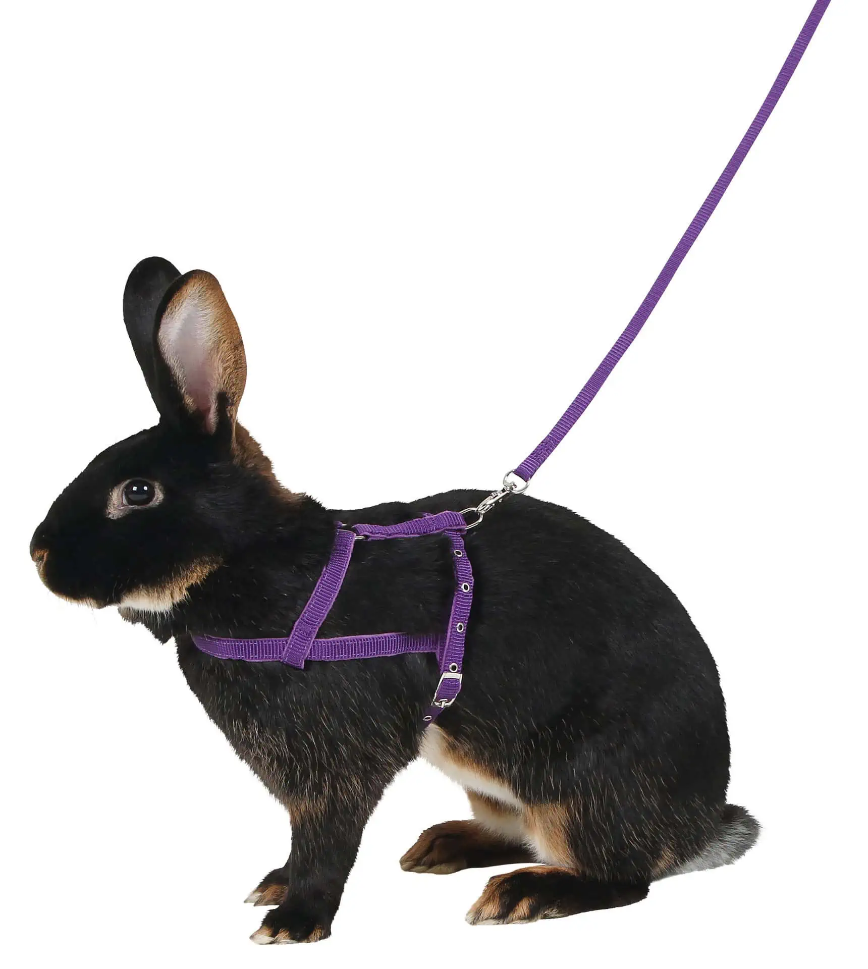 Shoulder Harness Agility with leash