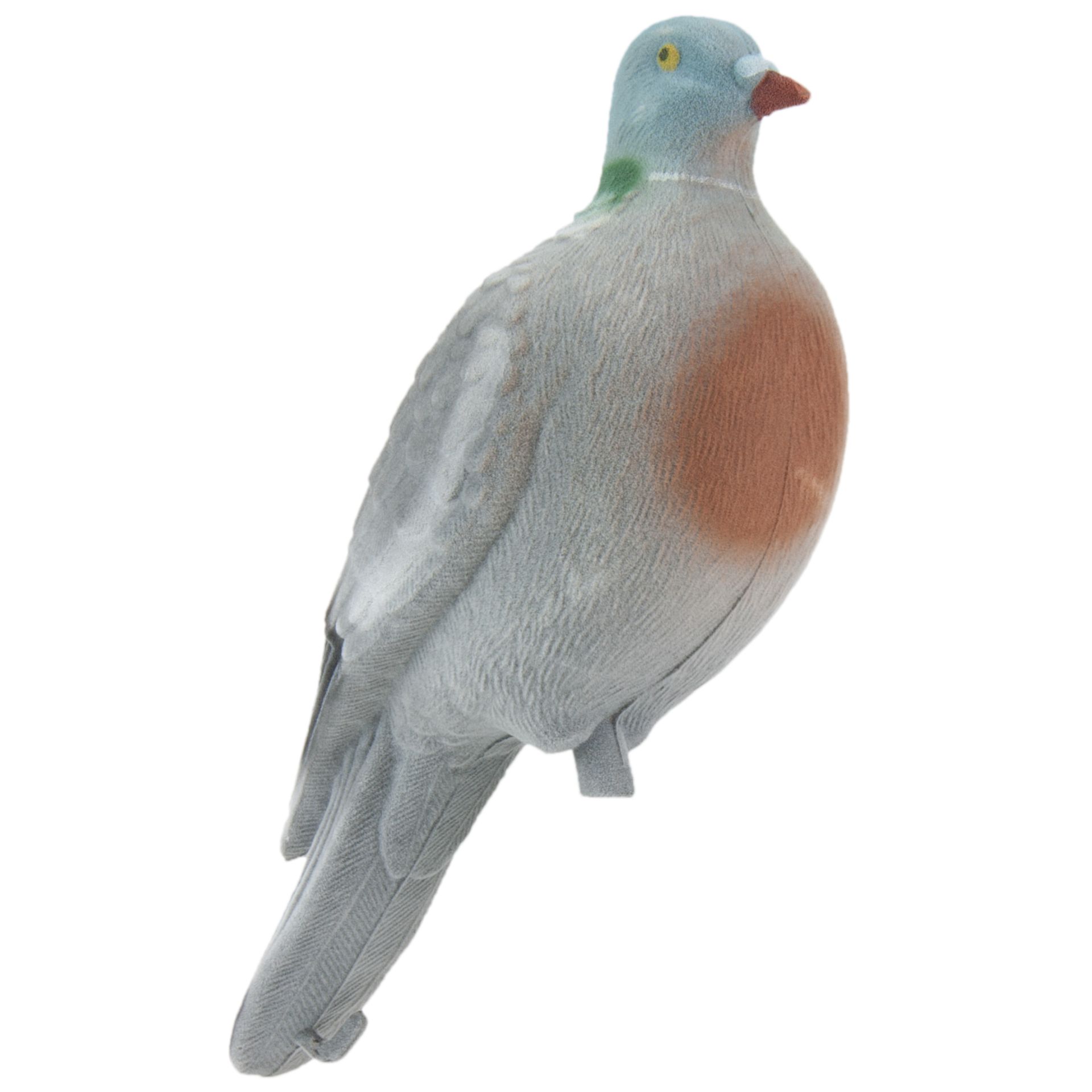 Full -Shell Curling Pigeon