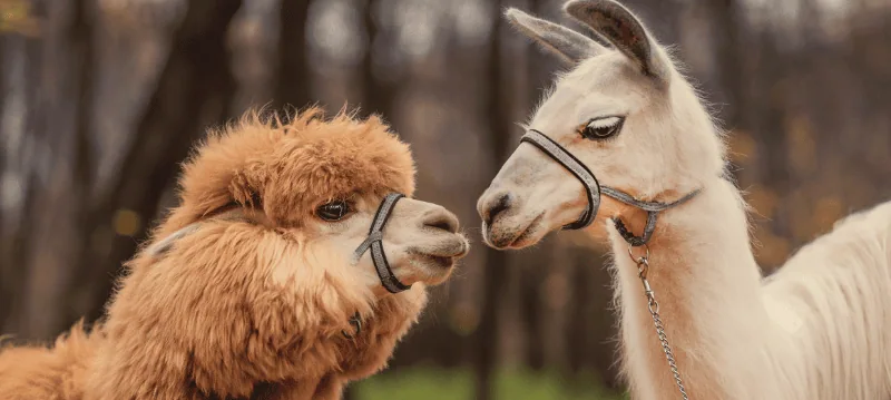 Alpaca And Llama