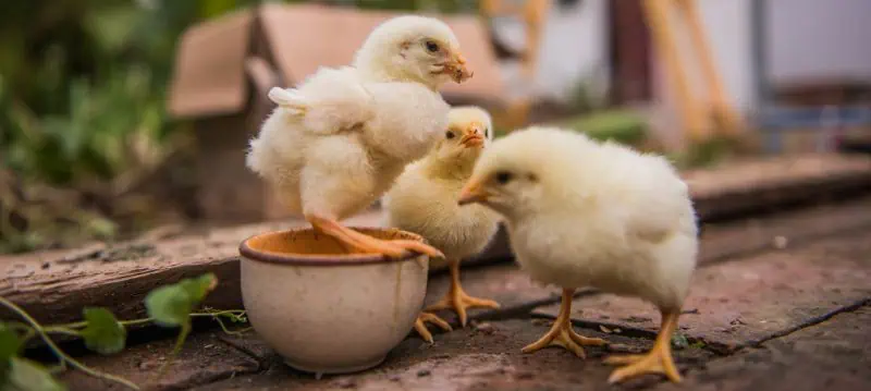 Chick Feed