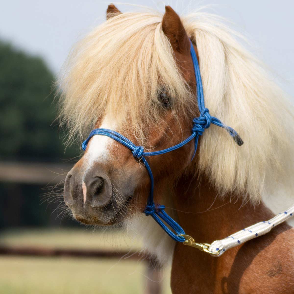 BUSSE Rope Halter SMOOTH 2 blue Shetty