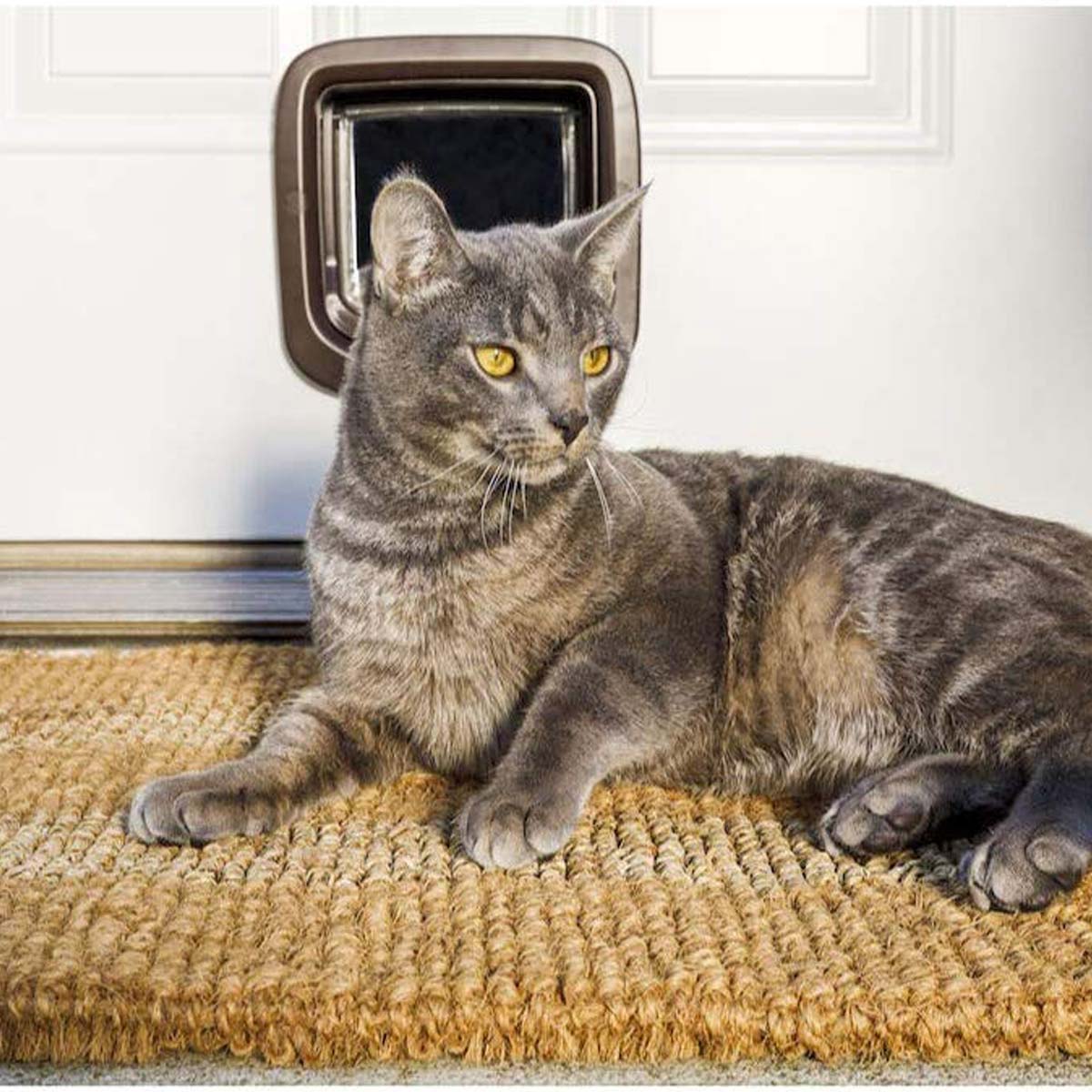 PetSafe Cat Flap 4-Way manual Lock brown