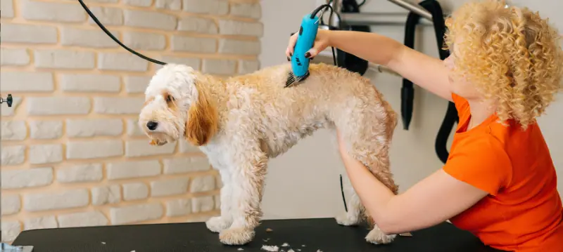 Dog Clippers