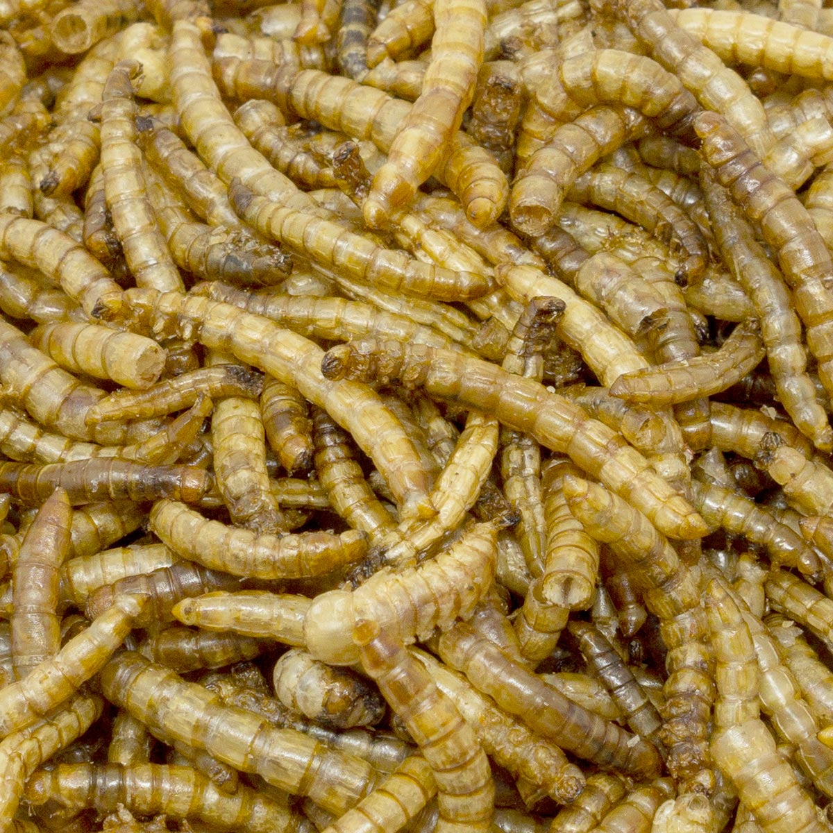 Leimüller Mealworms dried 5 kg