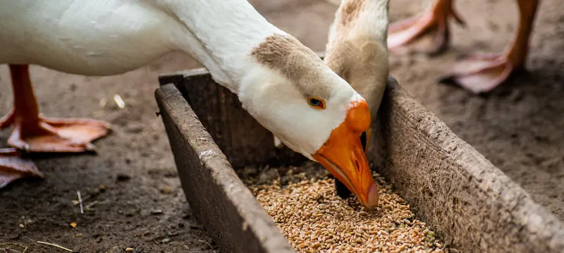 Goose Food