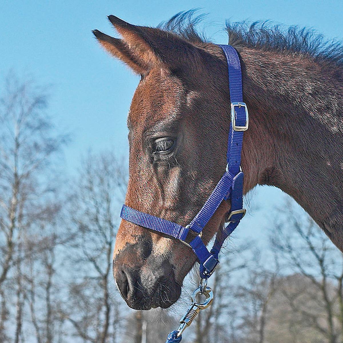 BUSSE Headcollar FOHLEN