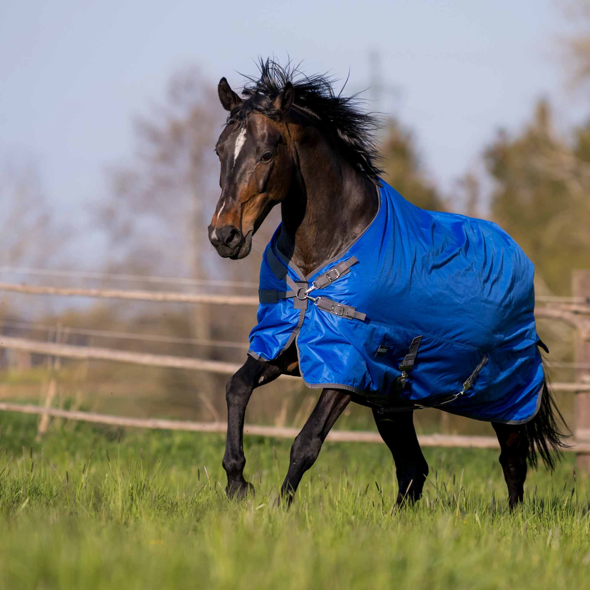BUSSE Turnout Rug WINDCHILL 100 145 plus royal/gray