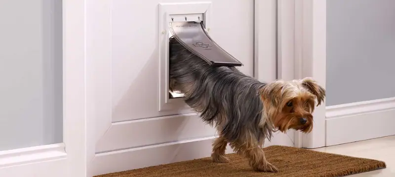 Dog Door