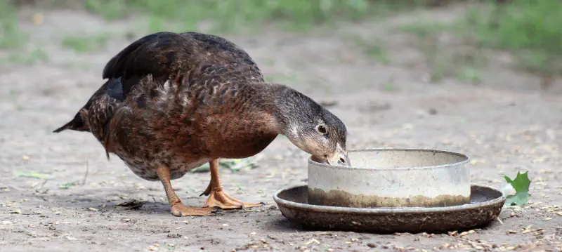 Feed ducks