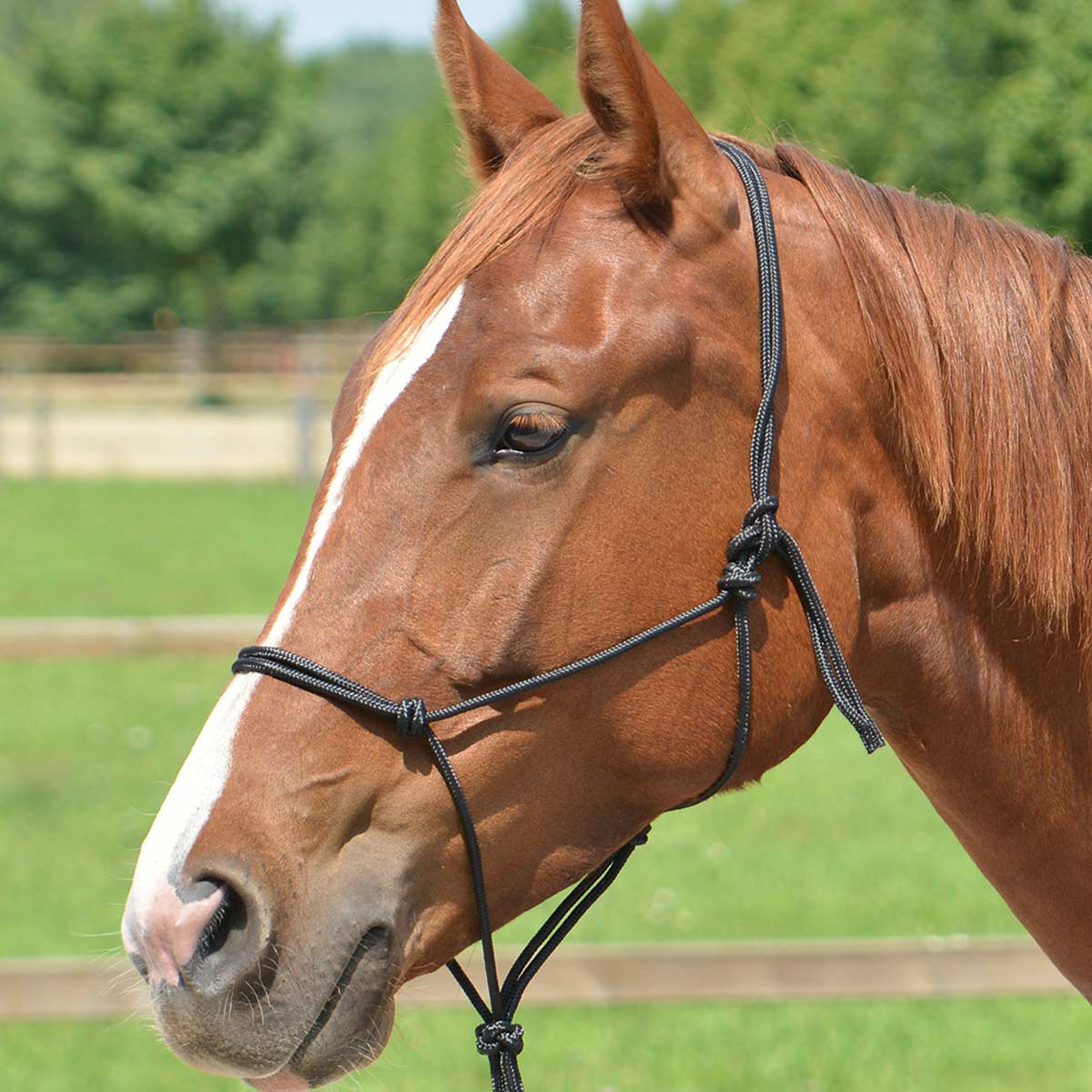 BUSSE Rope Halter SMOOTH 2 black Shetty